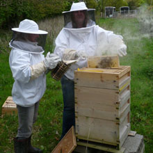 Fishers Farm bees